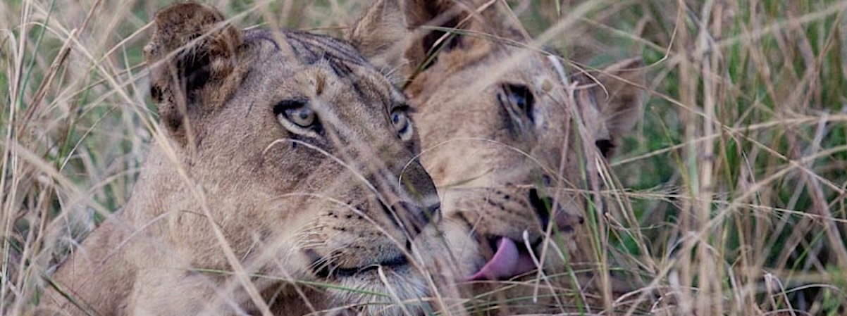 safari-nel-south-luangwa-national-park-in-zambia-magnifica-stagione-verde-leonesse-erba